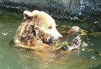 baer1.JPG