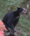 baer2.jpg