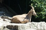 bock.JPG