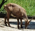 bock3.JPG
