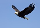 eagle01.jpg