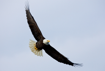 eagle02.jpg