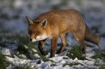 Fuchs
