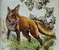 fuchs1.JPG