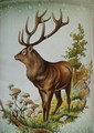hirsch1.JPG