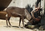Hirsch