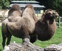 Kamel