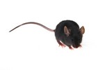 mouse.jpg