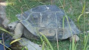 schildkroeteb.JPG