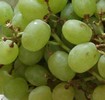 Weintrauben