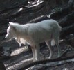 wolfc.JPG