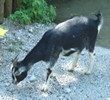 Ziege