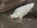 Huhn