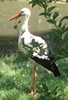 Storch